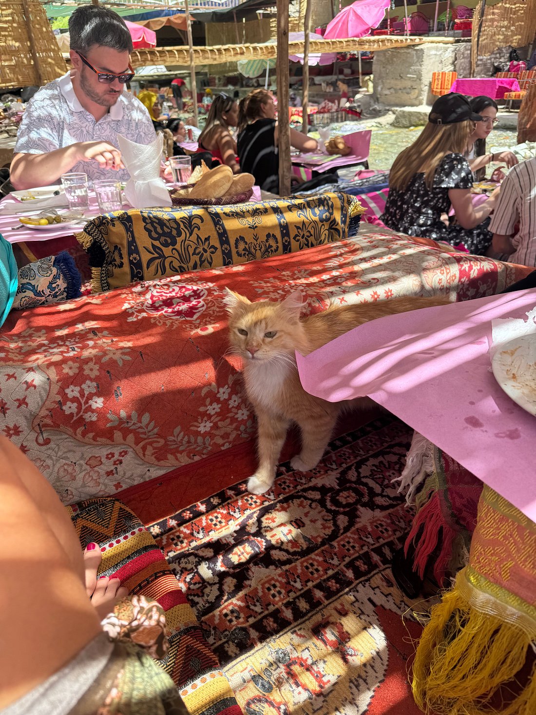 Atlas Mountains Private Day Trip from Marrakech Ourika Valley Cat Steals the Show Atlas Mountains Private Day Trip from Marrakech Ourika Valley Cat Steals the Show
